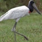 Sample 1 – Jabiru