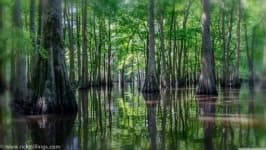 Sample 4 – Swamp