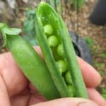Sample 2 – Peas