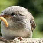 Sample 2 – House sparrow