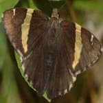 Sample 9 – Banded butterfly