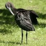 Sample 6 – Scarlet ibis