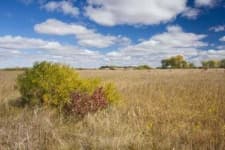 Sample 6 – Prairie