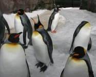 Sample 1 – King penguin