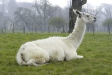 Sample 5 – Llama