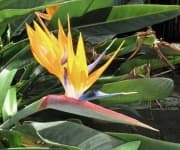 Sample 6 – Bird of paradise flower