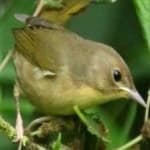 Sample 6 – Black throated warbler