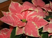 Sample 4 – Poinsettia