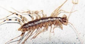 Sample 5 – Centipede