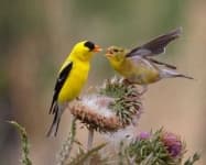 Sample 4 – Finch