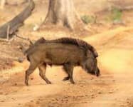 Sample 1 – Boar