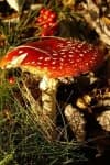 Sample 3 – Agaric