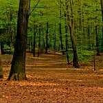 Sample 5 – Forest