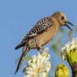 Sample 2 – Gila woodpecker