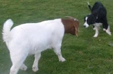 Sample 2 – Goat