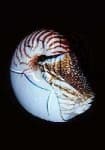 Sample 4 – Nautilus