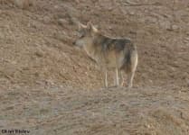 Sample 4 – Timber wolf