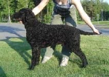 Sample 1 – Curly coated retriever