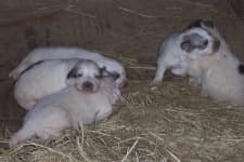 Sample 6 – Great pyrenees