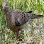 Sample 6 – Mourning dove