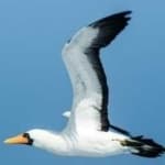 Sample 5 – Masked booby