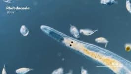 Sample 5 – Parasitic flatworms