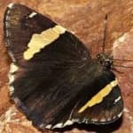 Sample 13 – Banded butterfly