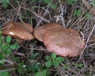 Sample 1 – Suillus