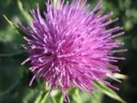 Sample 3 – Cardoon