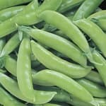 Sample 1 – Peas