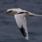 Sample 2 – White tailed tropic