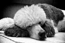 Sample 1 – Standard poodle
