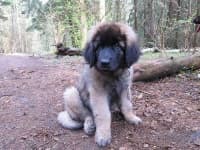 Sample 4 – Leonberger