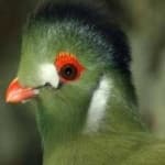 White cheeked turaco image dataset preview