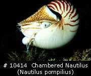 Sample 3 – Chambered nautilus
