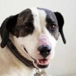 Sample 4 – Dog face
