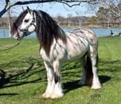 Sample 5 – Horse