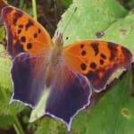 Sample 6 – Mark butterfly