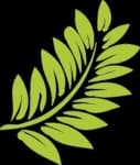 Sample 3 – Leaf