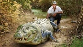 Sample 4 – Crocodile