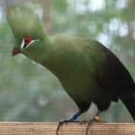 Sample of Guinea turaco