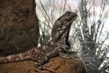Sample 5 – Frilled lizard