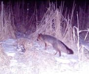 Sample 5 – Grey fox