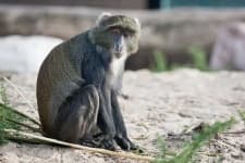 Sample 2 – Guenon