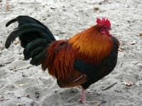 Sample 2 – Cock