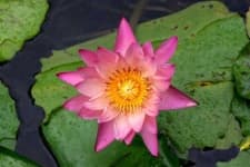 Sample 4 – Water lily