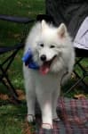 Sample 6 – Samoyed