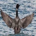 Sample 5 – Common loon