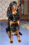 Sample 1 – Gordon setter