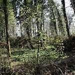 Sample 4 – Forest